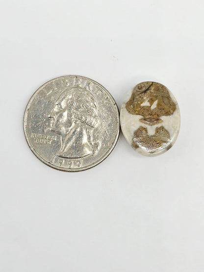 Sand Dollar Fossil - Medium