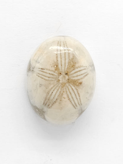 Sand Dollar Fossil - Medium
