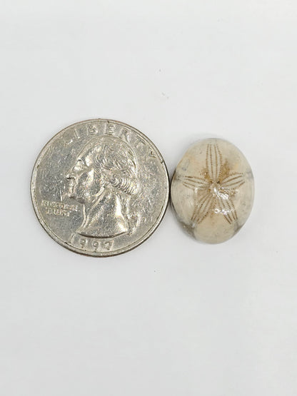 Sand Dollar Fossil - Medium