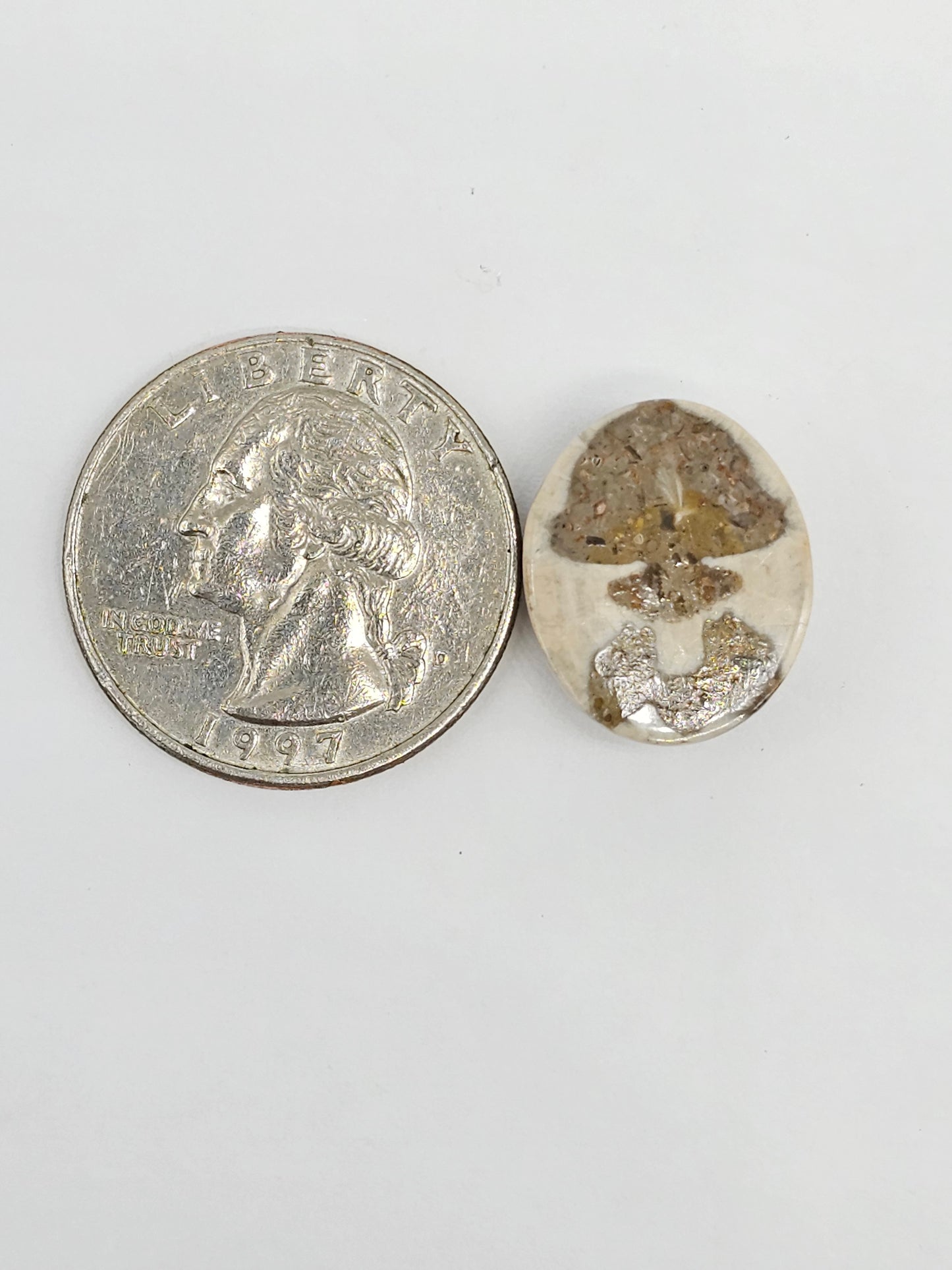 Sand Dollar Fossil - Medium