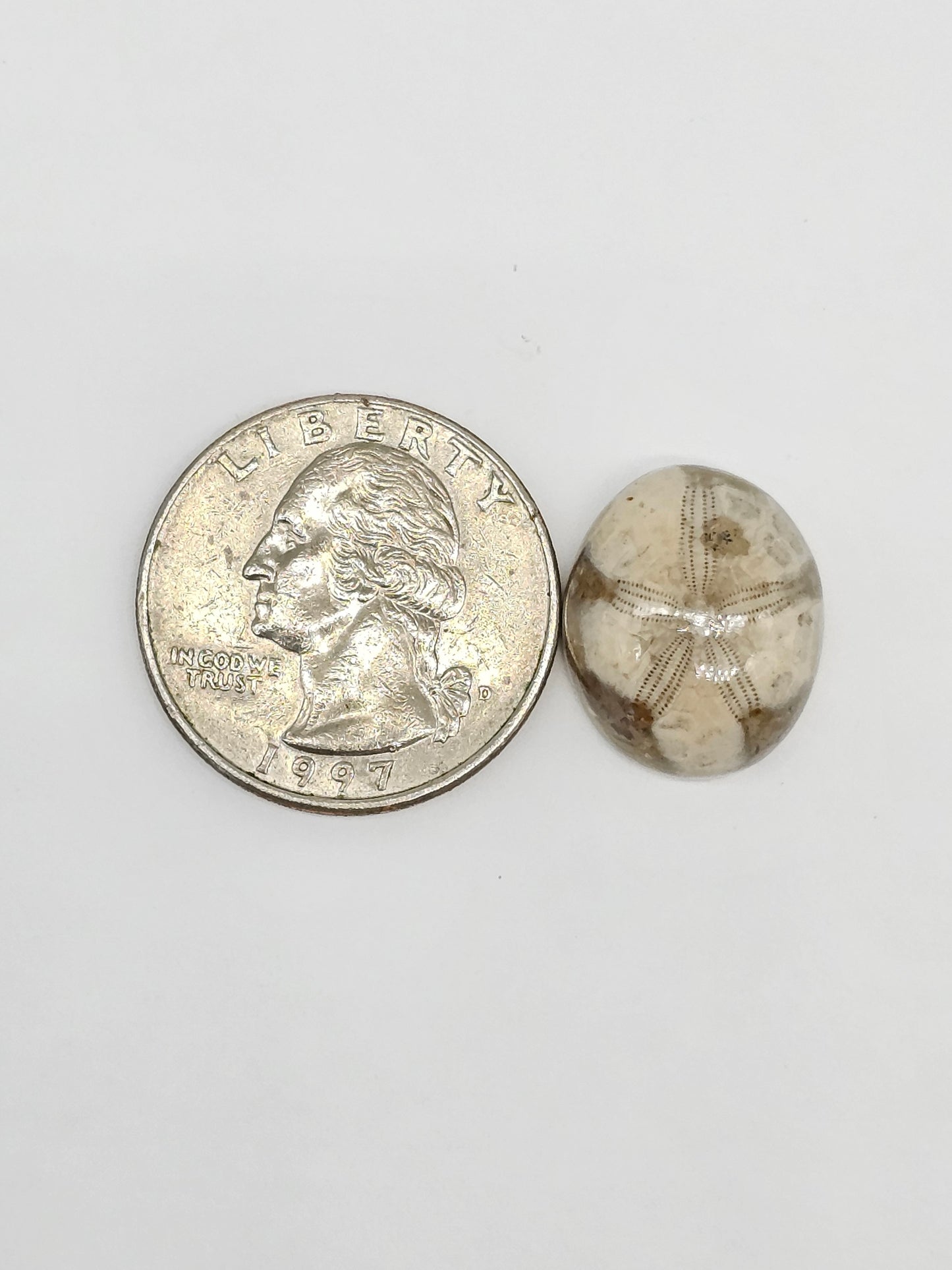 Sand Dollar Fossil - Medium