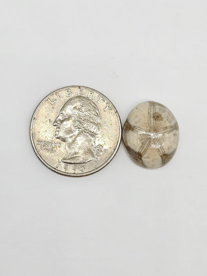 Sand Dollar Fossil - Medium