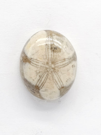 Sand Dollar Fossil - Medium