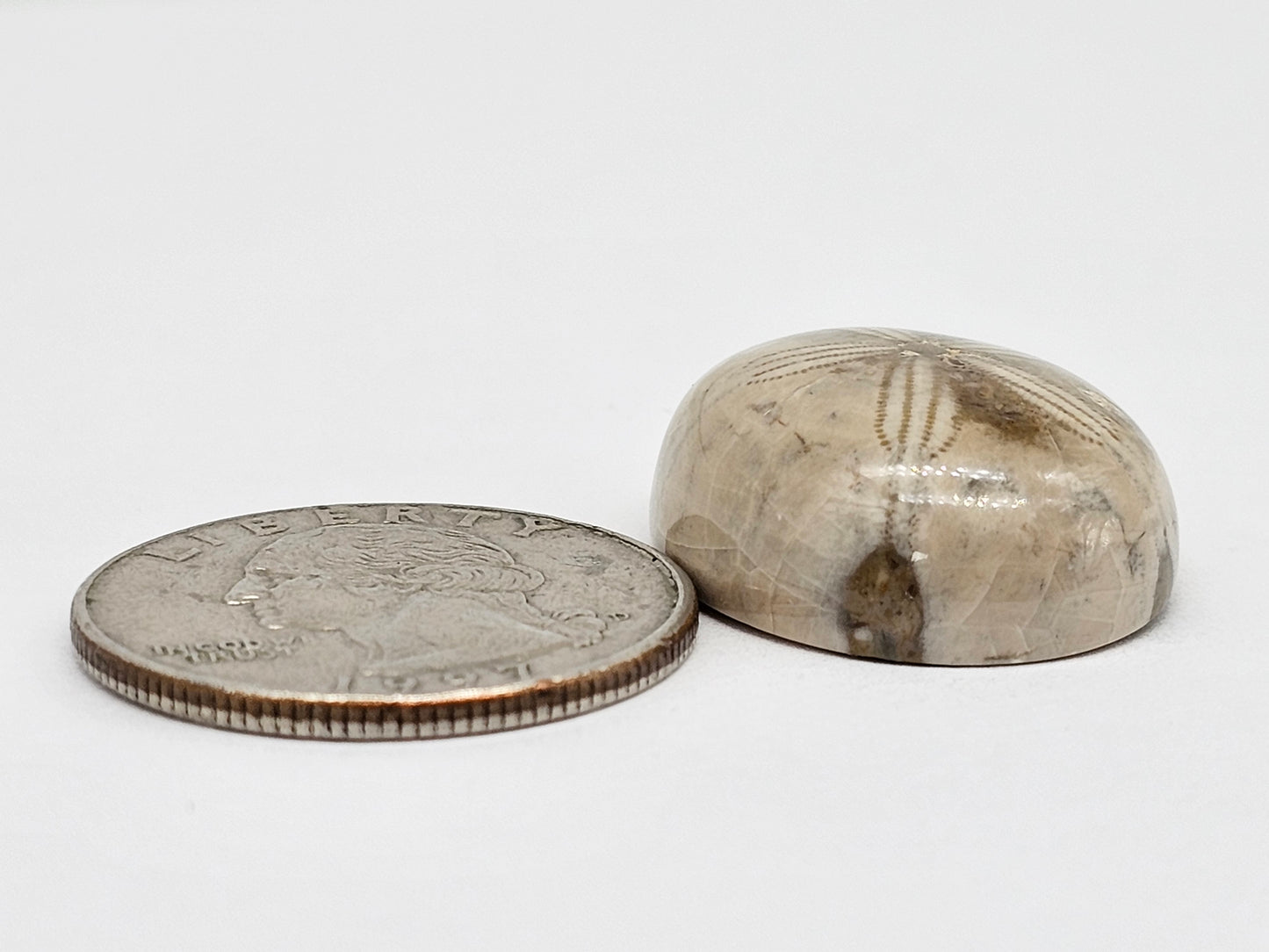 Sand Dollar Fossil - Large