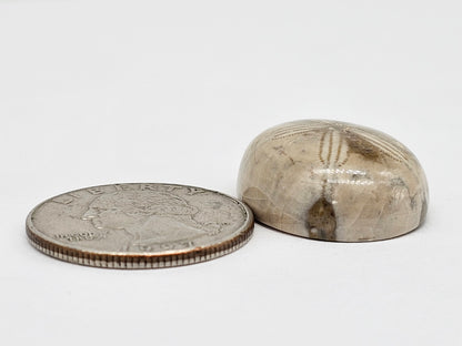 Sand Dollar Fossil - Large