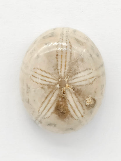 Sand Dollar Fossil - Large