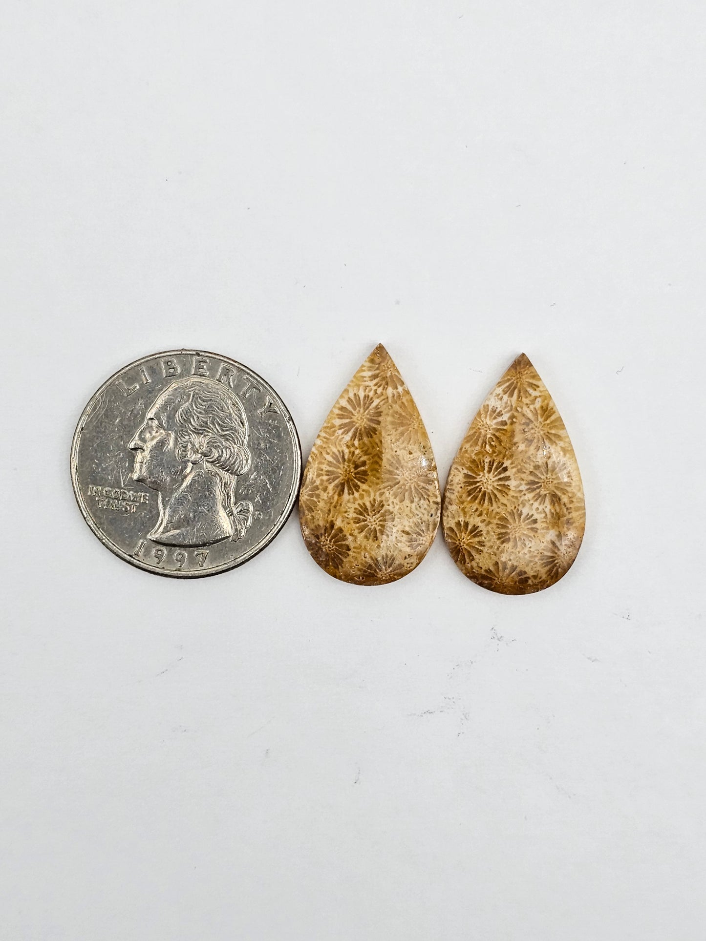 Fossilized Coral pair