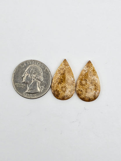 Fossilized Coral pair