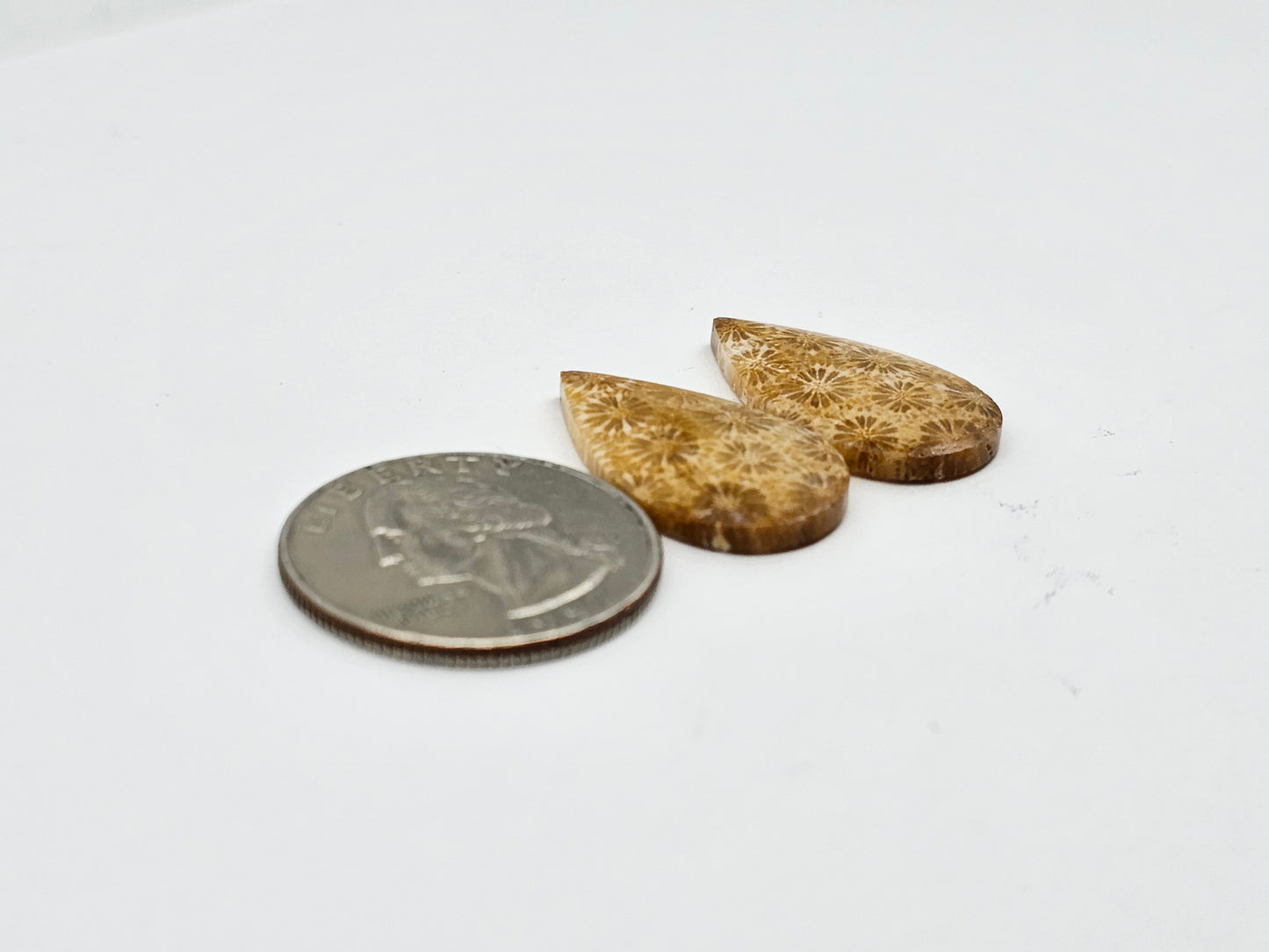 Fossilized Coral pair