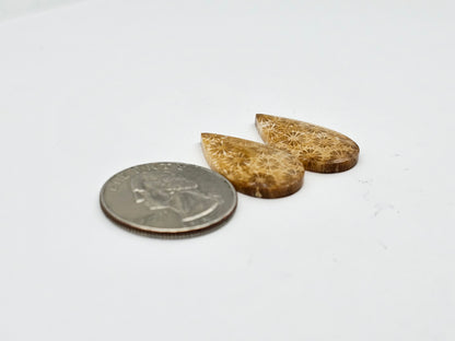 Fossilized Coral pair
