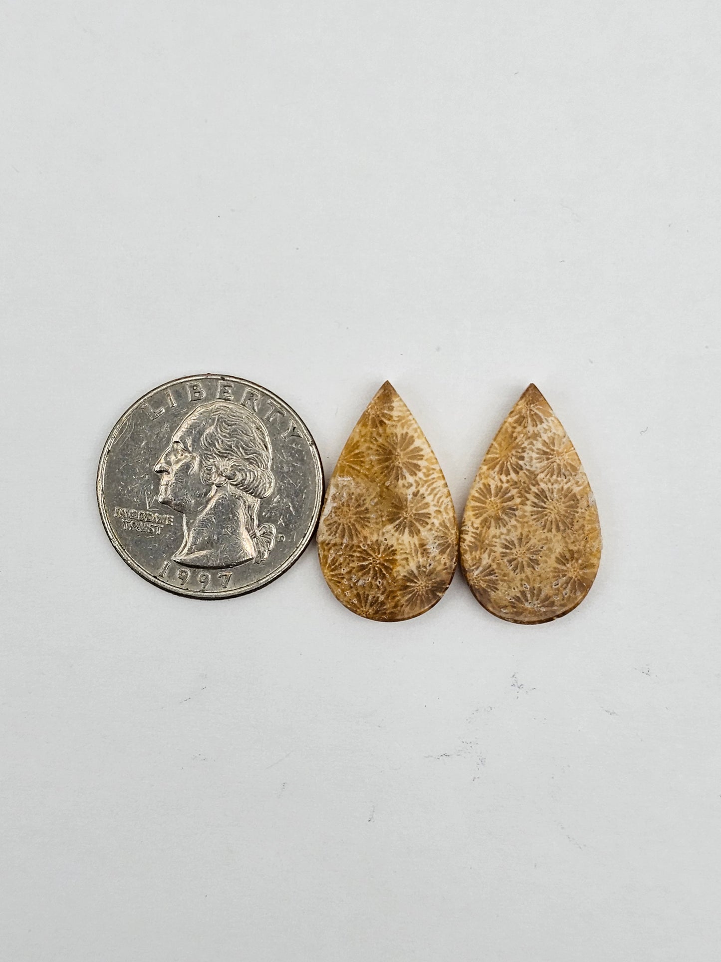 Fossilized Coral pair