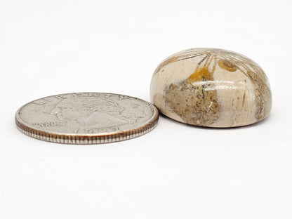 Sand Dollar Fossil - Large