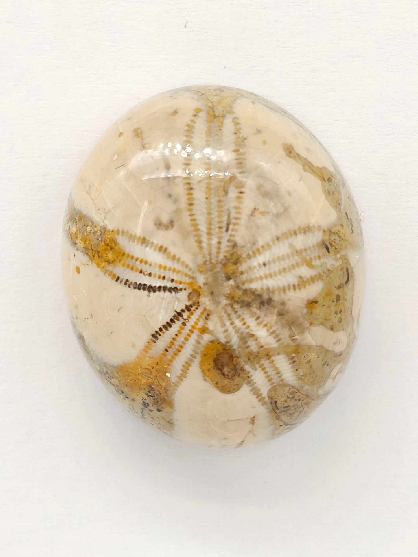 Sand Dollar Fossil - Large