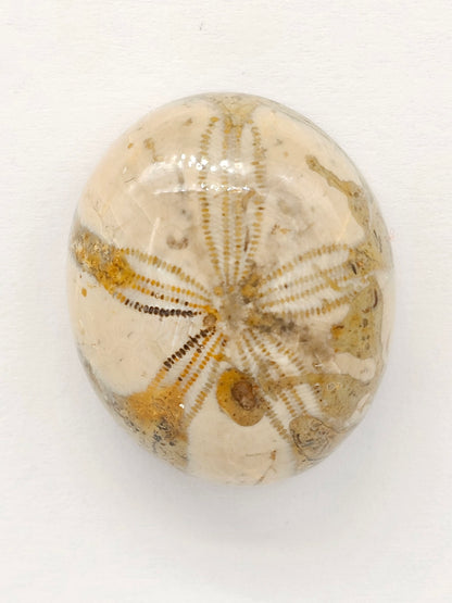 Sand Dollar Fossil - Large