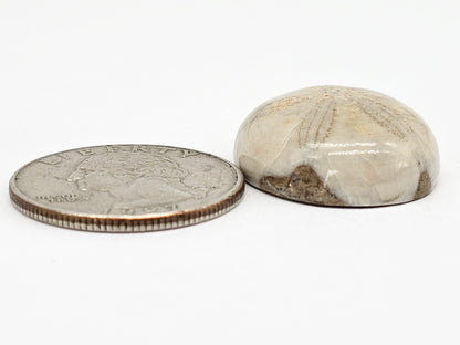 Sand Dollar Fossil - Large
