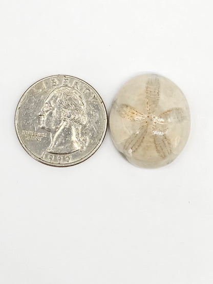 Sand Dollar Fossil - Large