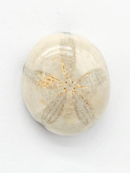 Sand Dollar Fossil - Large