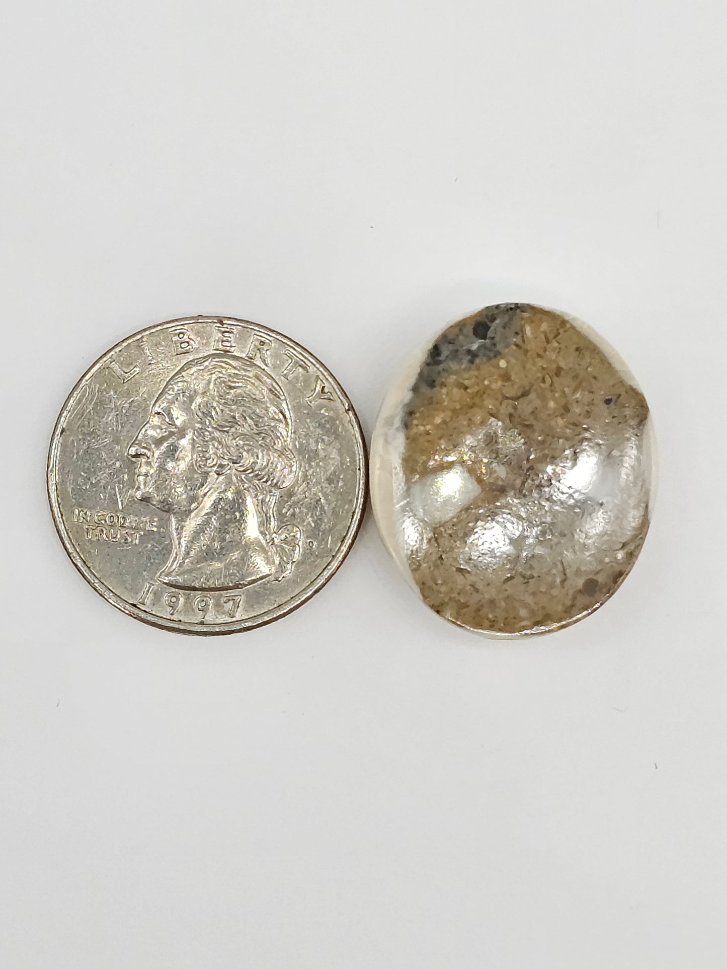 Sand Dollar Fossil - Large