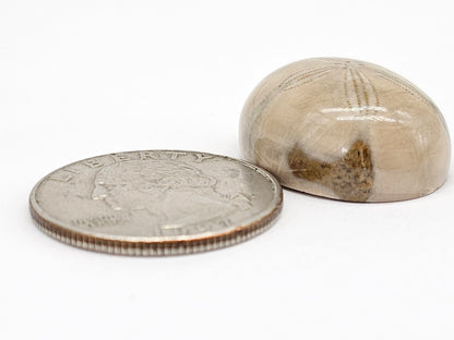 Sand Dollar Fossil - Large