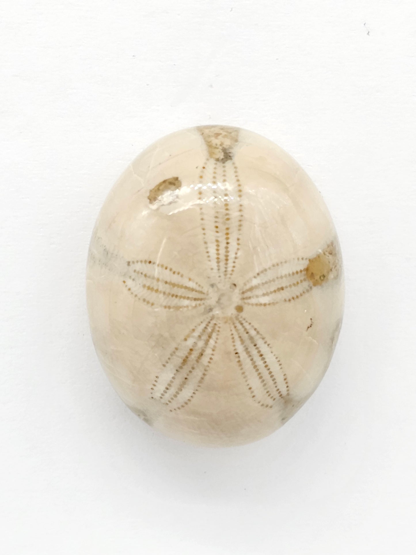 Sand Dollar Fossil - Large