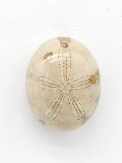 Sand Dollar Fossil - Large