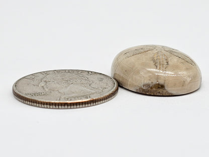 Sand Dollar Fossil - Large