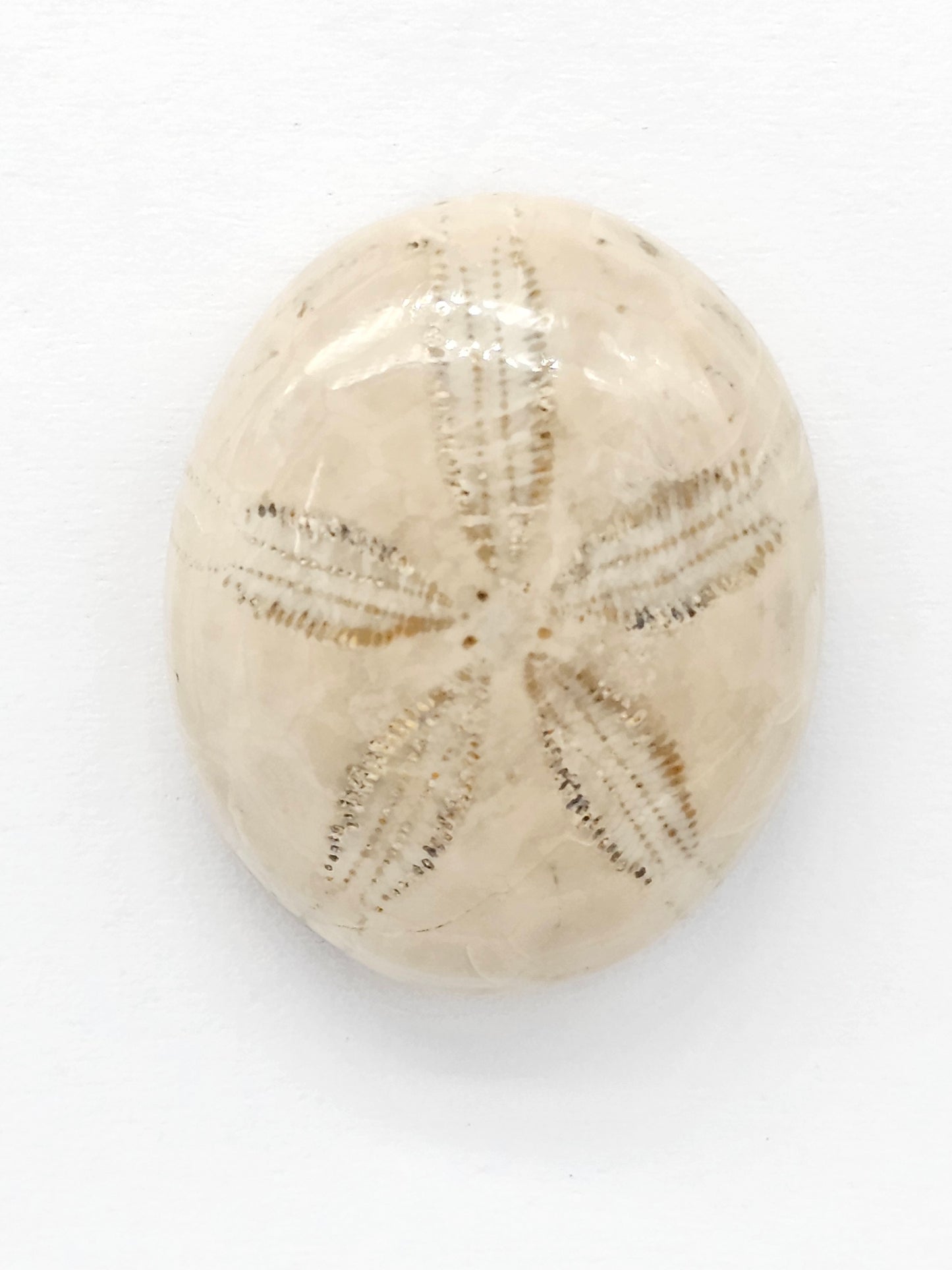 Sand Dollar Fossil - Large
