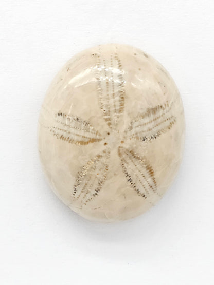 Sand Dollar Fossil - Large