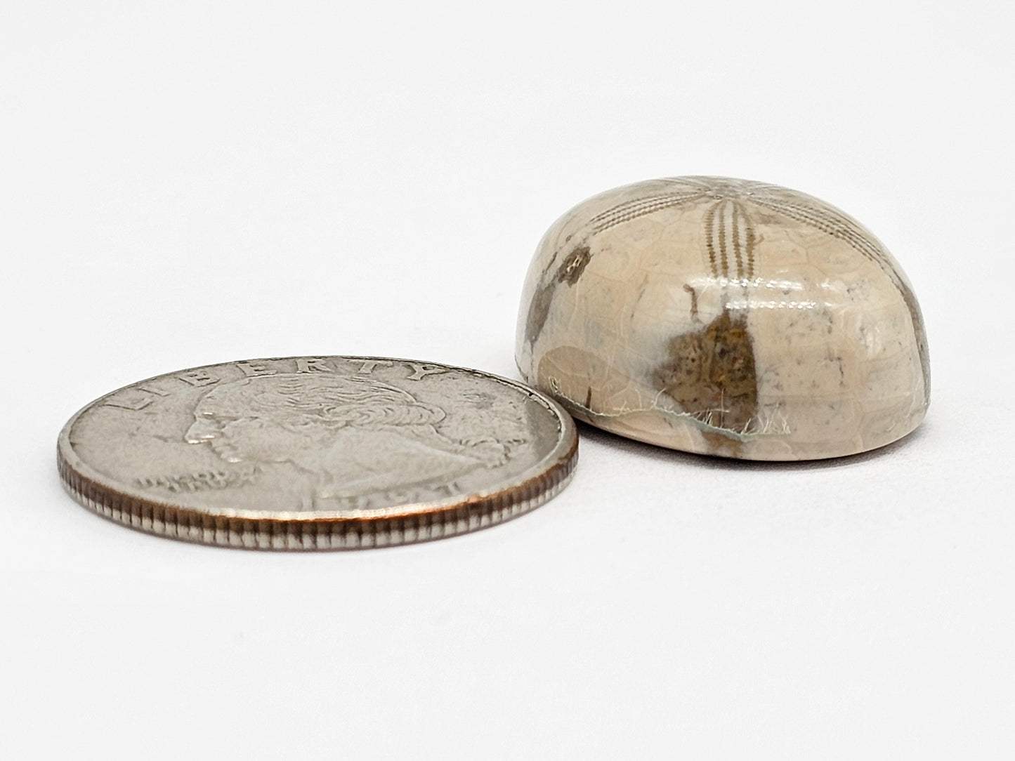 Sand Dollar Fossil - Large