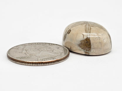 Sand Dollar Fossil - Large