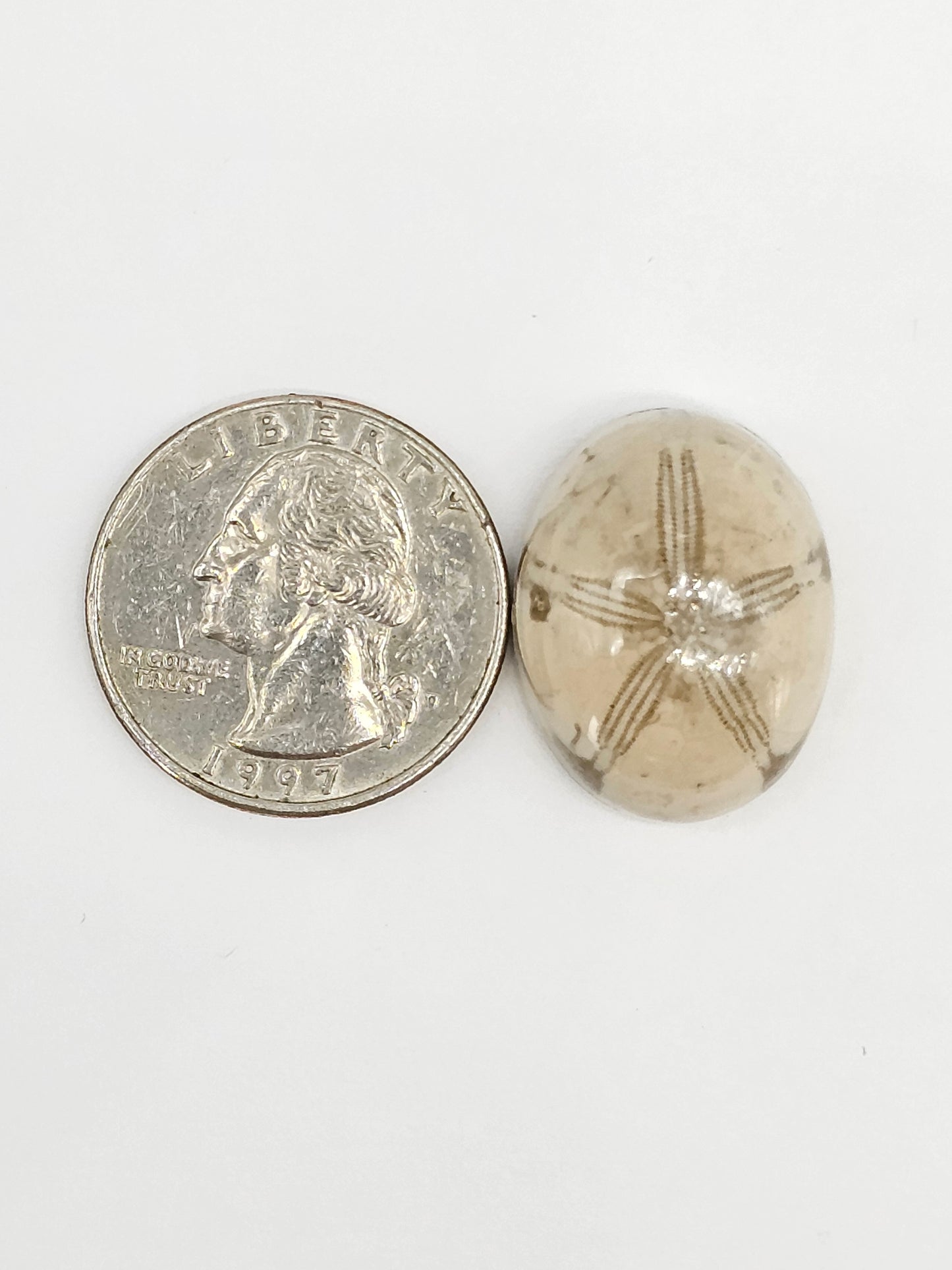 Sand Dollar Fossil - Large