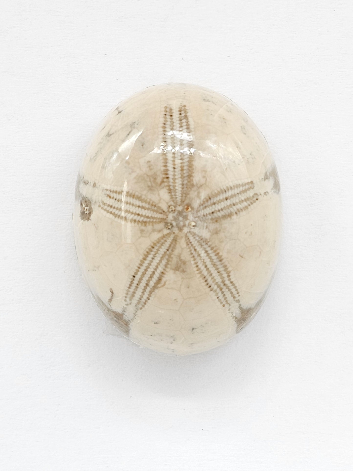 Sand Dollar Fossil - Large