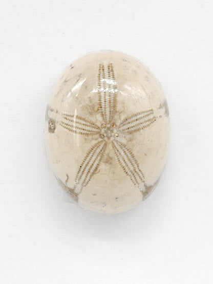 Sand Dollar Fossil - Large