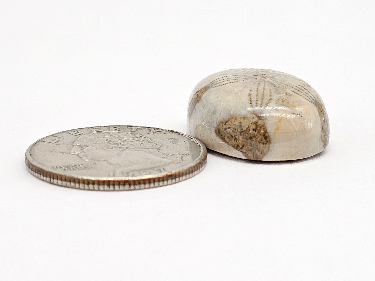 Sand Dollar Fossil - Large
