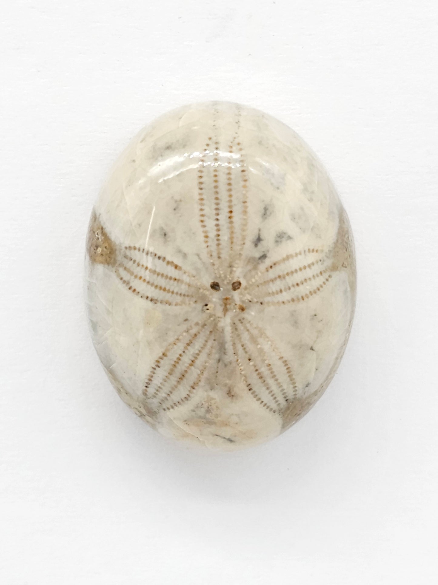 Sand Dollar Fossil - Large