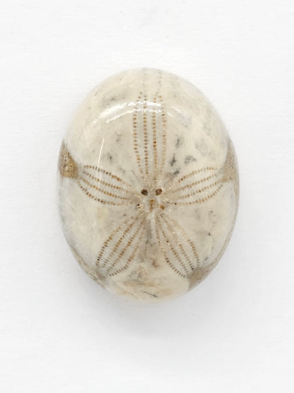 Sand Dollar Fossil - Large