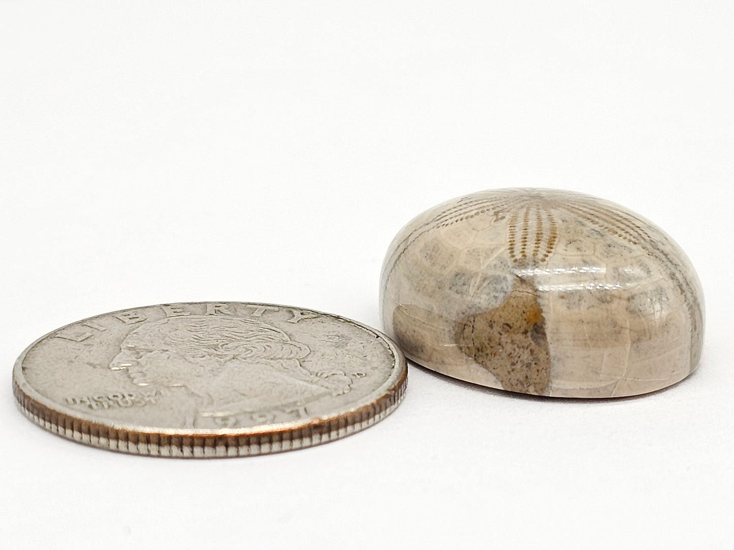 Sand Dollar Fossil - Large