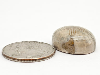 Sand Dollar Fossil - Large