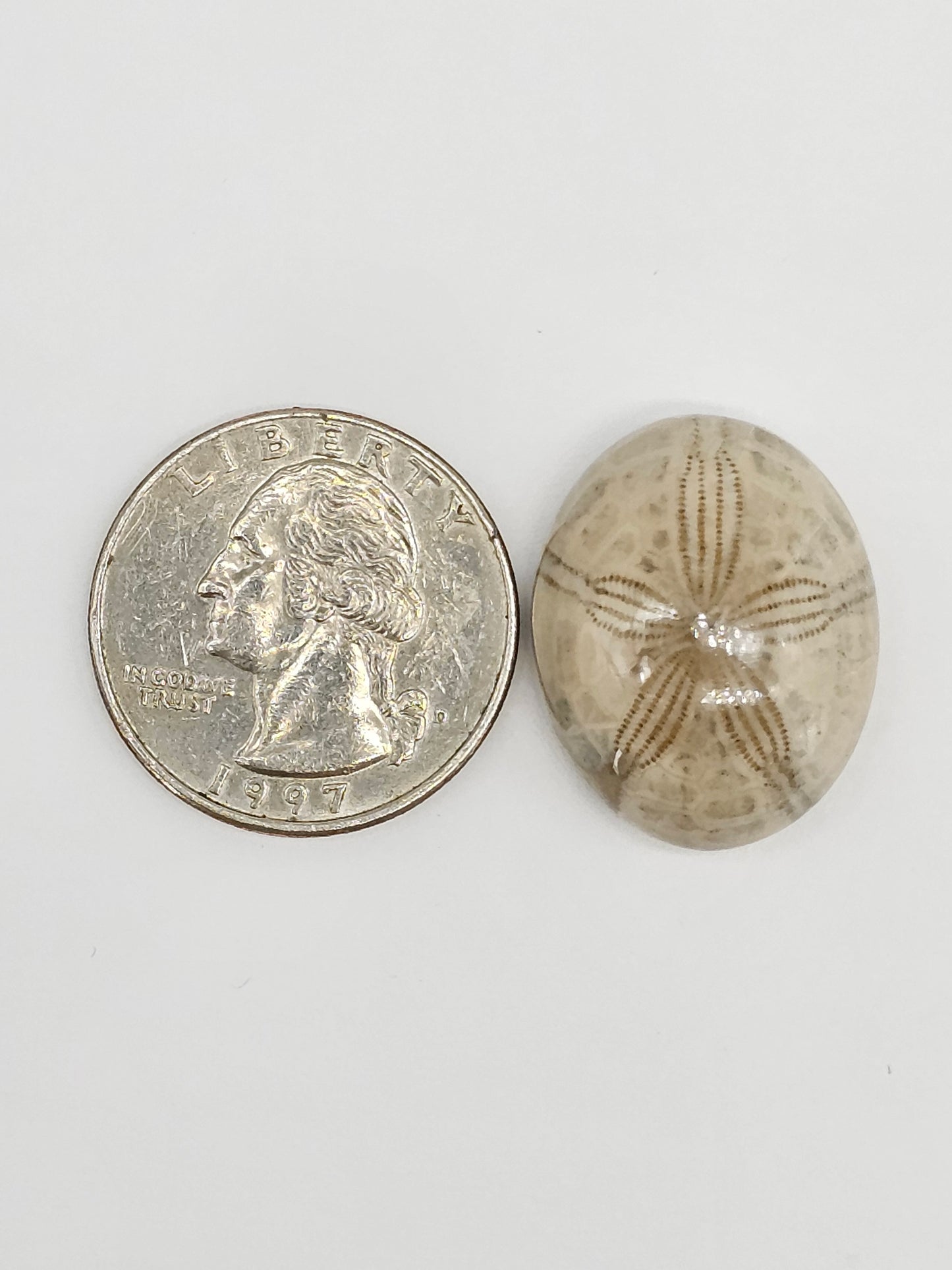 Sand Dollar Fossil - Large