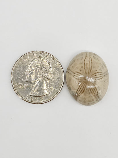 Sand Dollar Fossil - Large