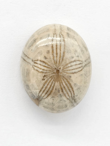 Sand Dollar Fossil - Large