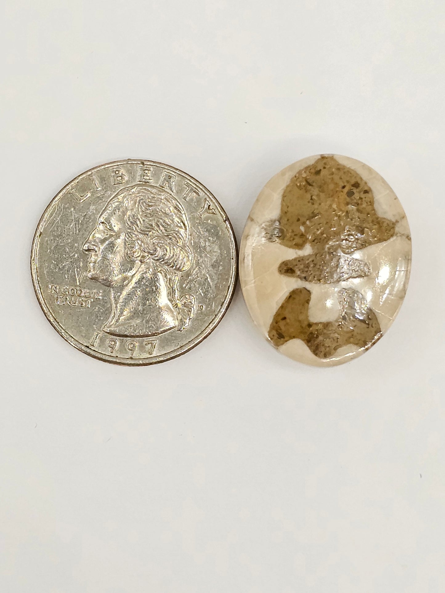 Sand Dollar Fossil - Large