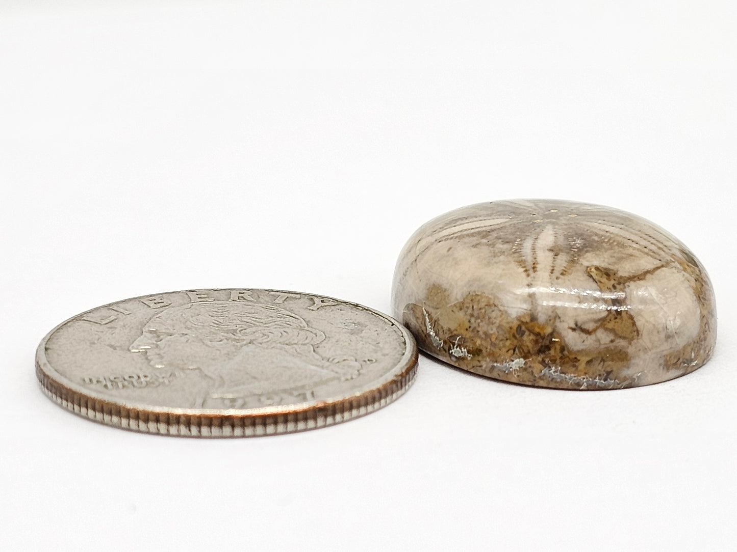 Sand Dollar Fossil - Large