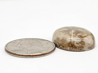 Sand Dollar Fossil - Large