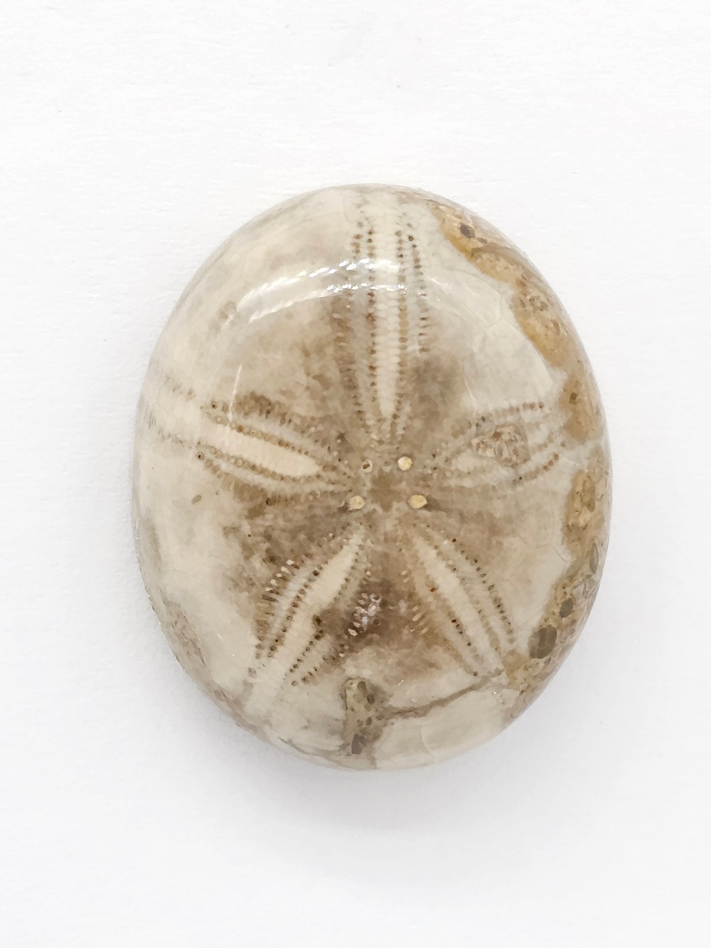 Sand Dollar Fossil - Large