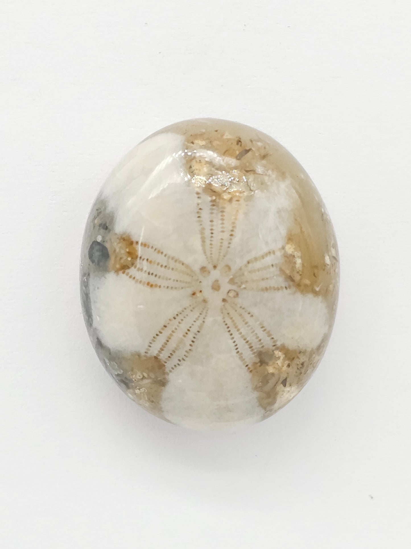Sand Dollar Fossil - Large
