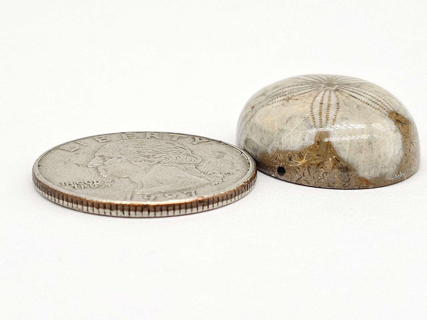 Sand Dollar Fossil - Large