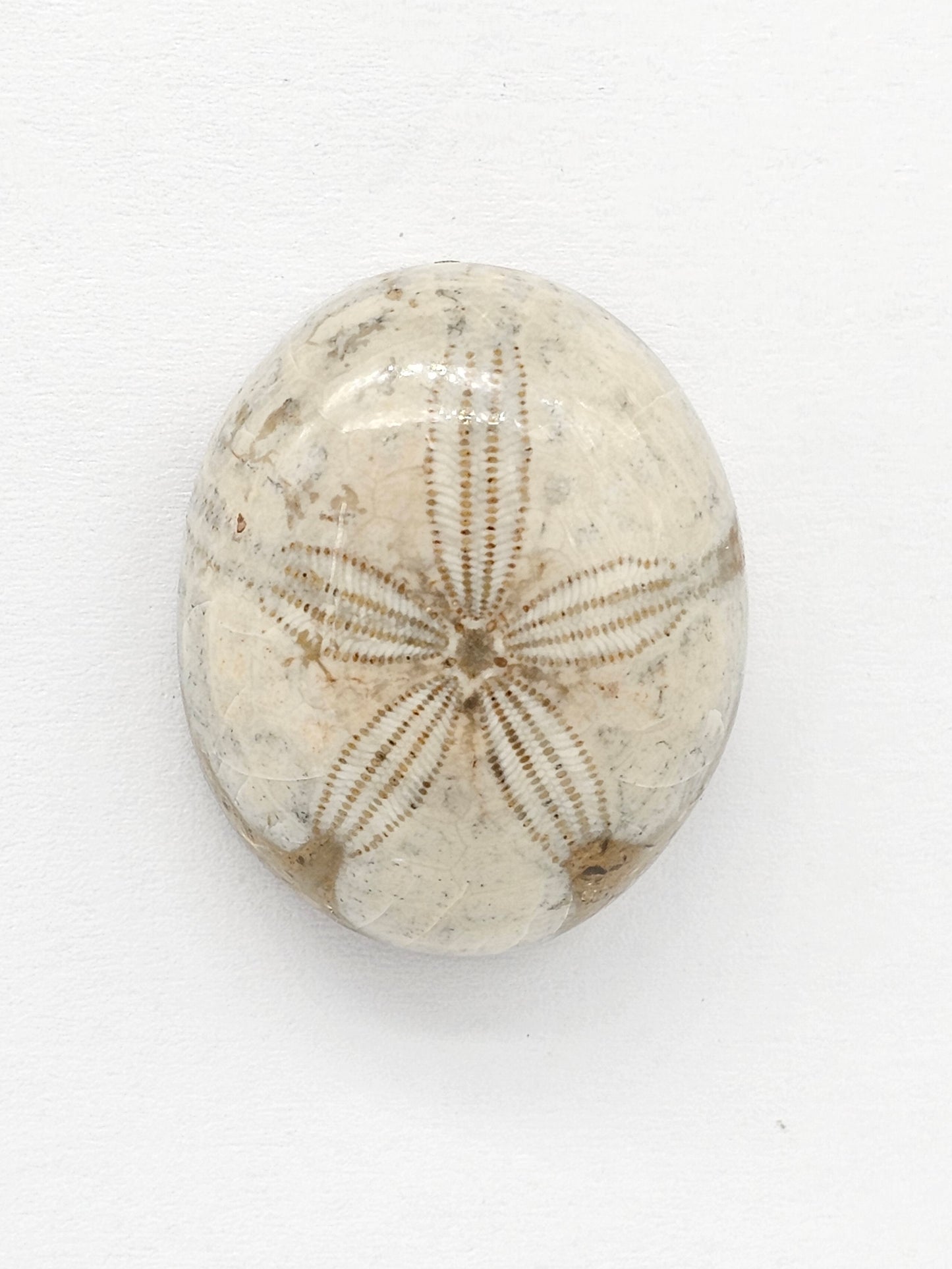 Sand Dollar Fossil - Large