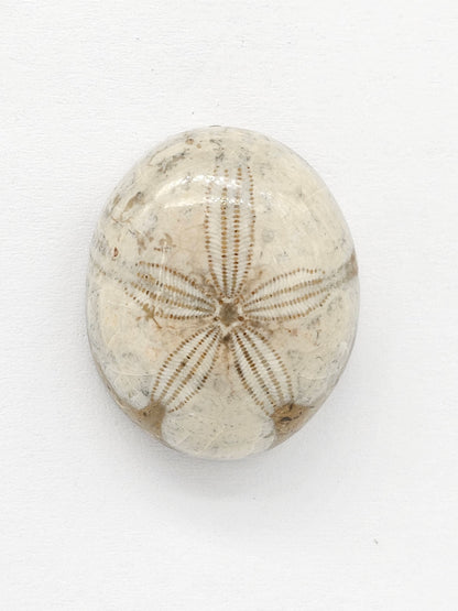 Sand Dollar Fossil - Large