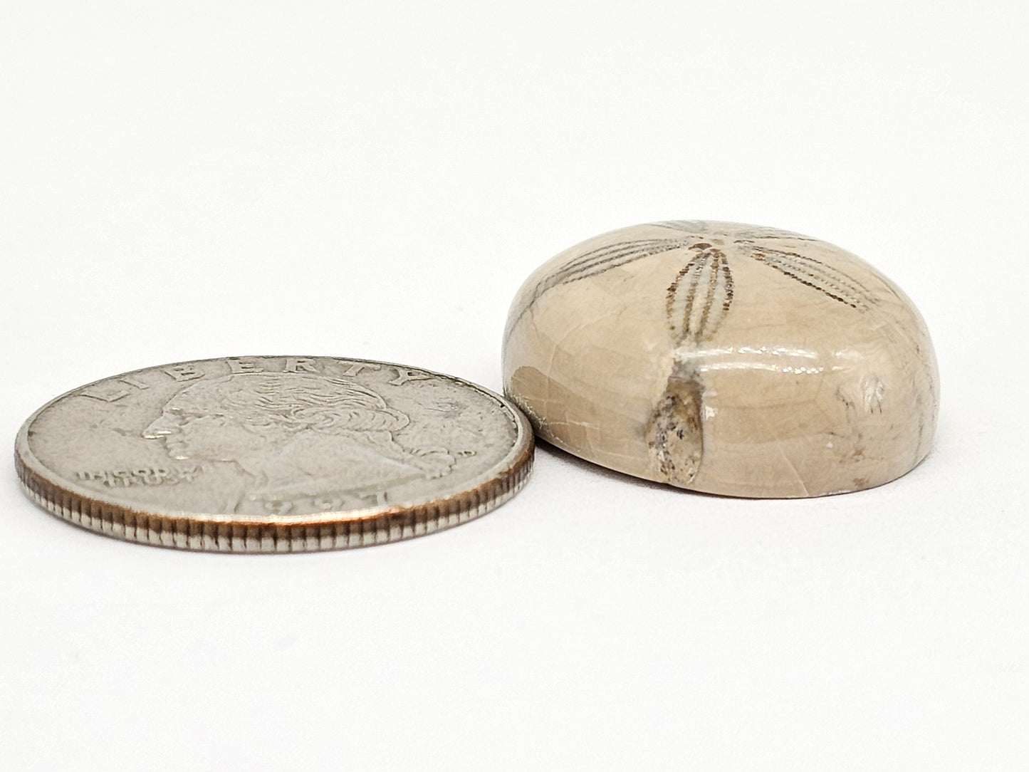 Sand Dollar Fossil - Large